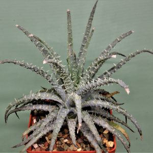 Aloe-humilis