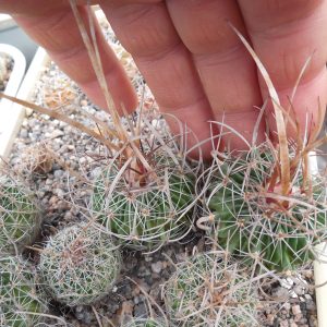 Echinofossulocactus lloydii - довгі голки, селекція, відбір