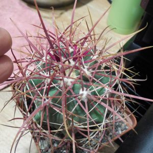 Ferocactus acanthodes - Cactus Store -