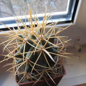 Ferocactus cylindraceus - v. eastwodiae RP 74 - Superior, Az. MG