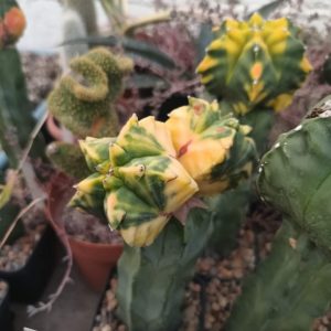 Astrophytum Kikko  variegata