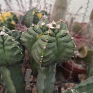 Astrophytum Kikko  variegata