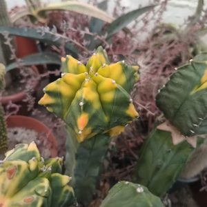 Astrophytum Kikko  variegata