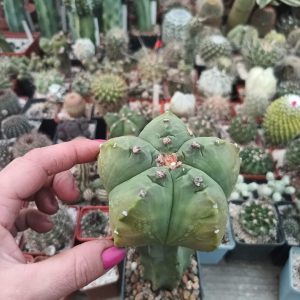 Astrophytum Kikko  X kikko variegata