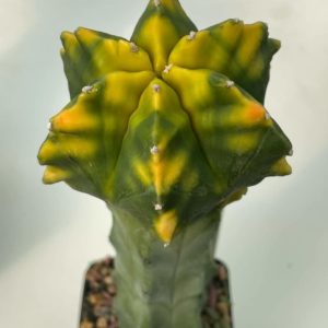 Astrophytum Kikko  variegata