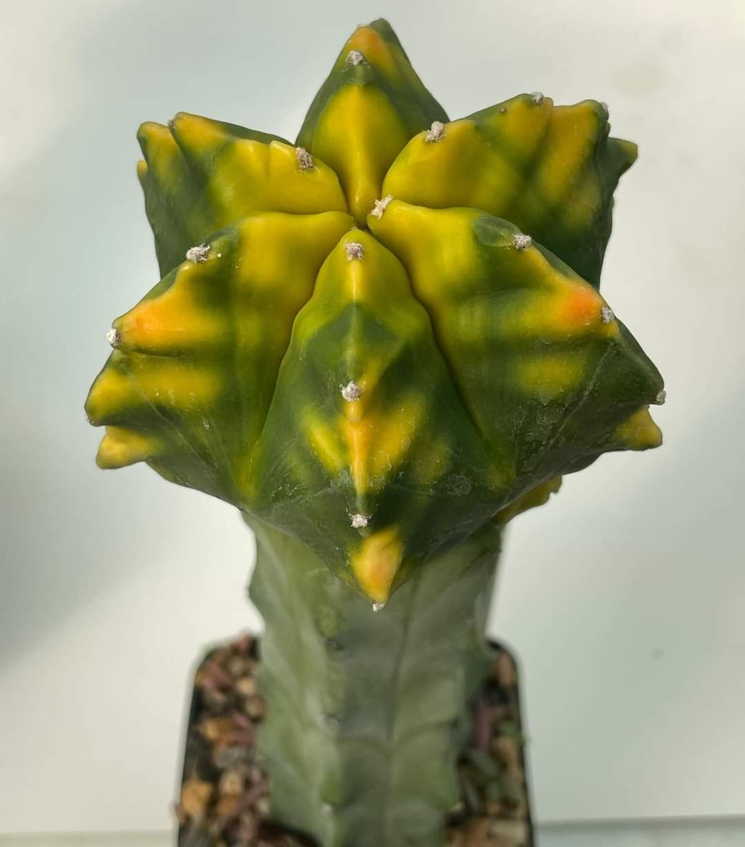 Astrophytum Kikko  variegata