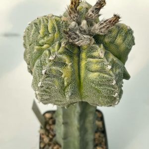 Astrophytum Kikko  variegata X fucuria