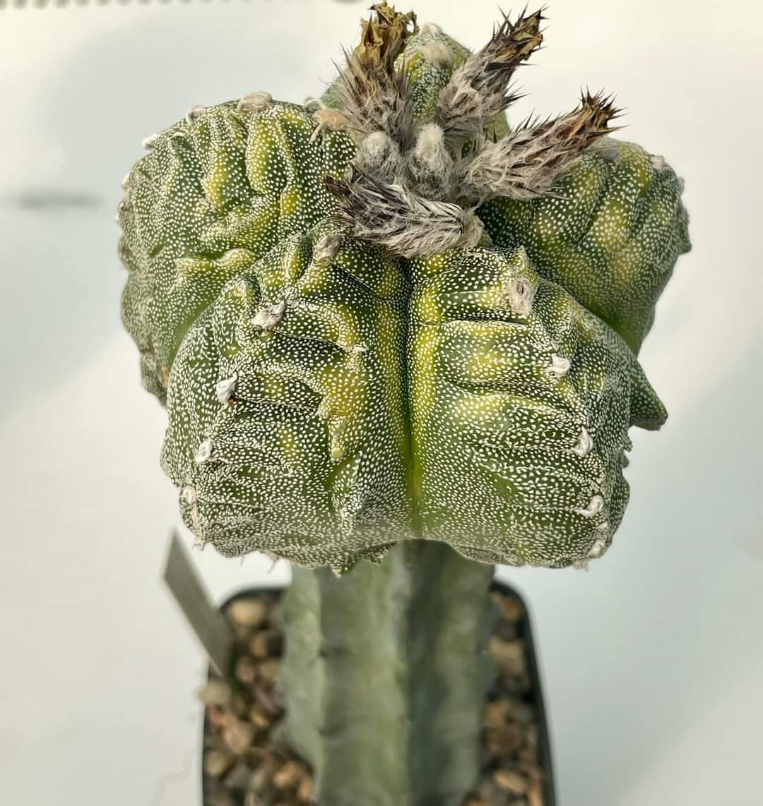 Astrophytum Kikko  variegata X fucuria