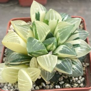 Haworthia heidelbergensis variegata