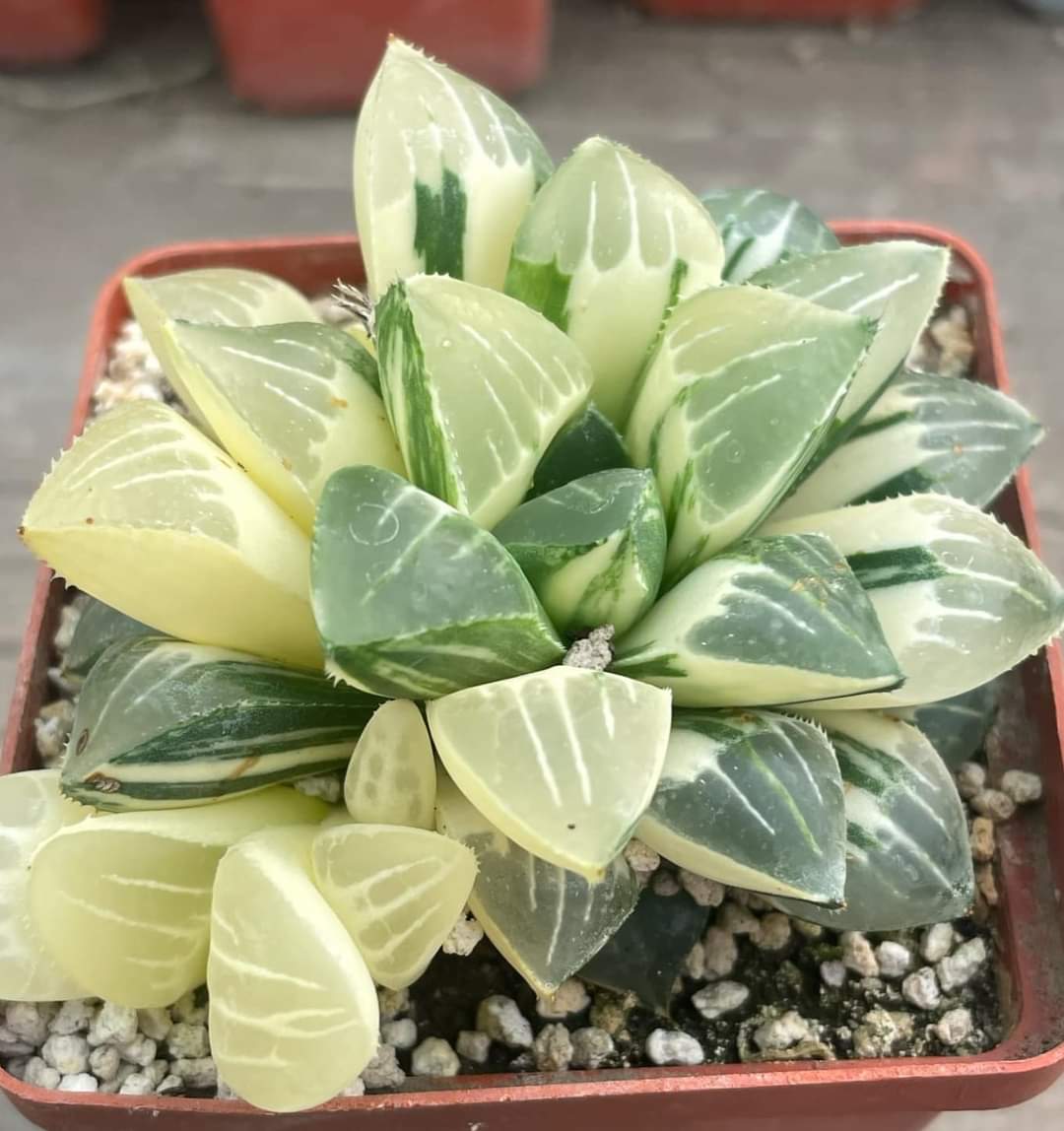 Haworthia heidelbergensis variegata