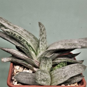 Gasteria-disticha-Grey-Ghost-1