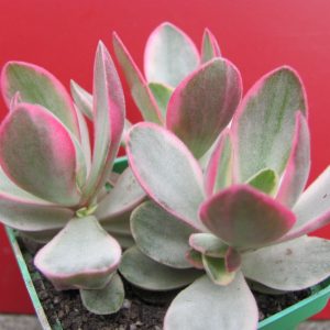 Crassula nudicaule variegata     3 вместе