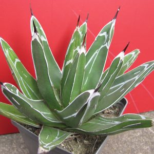 Agava victoria reginae