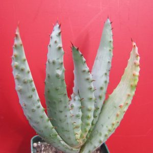 Aloe marlothii