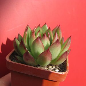 Echeveria agavoides Cristmas