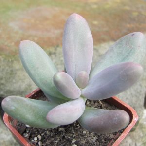 Pachyphytum *Capitan Jessop*