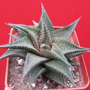 Haworthia limifolia