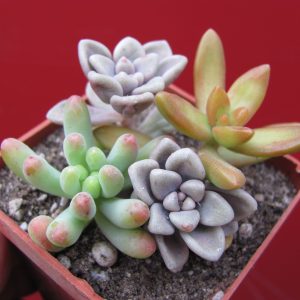 Sedum