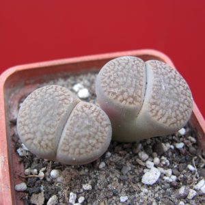 Lithops turbiniformis