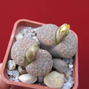 Lithops fulviceps