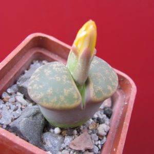 Lithops lesliei