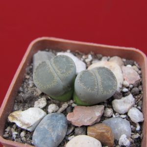 Lithops lesliei maraisii