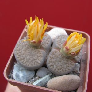 Lithops turbiniformis   elephina
