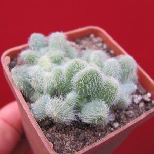 Sedum hintonii