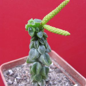 Peperomia columella