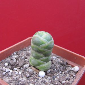 Crassula barklyi
