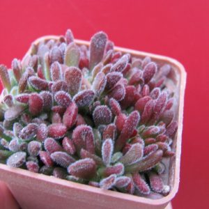 Crassula pubescens