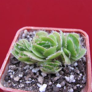 Crassula tomentosa glabrifolia