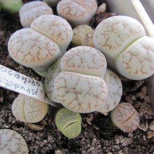 Lithops pseudotruncatella   archerae