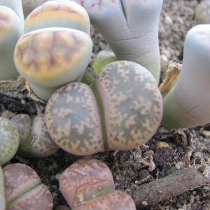 Lithops gesinae