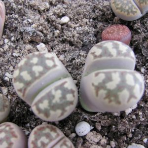 Lithops dorothea
