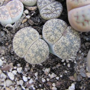 Lithops lesliei venteri