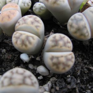 Lithops karasmonthana