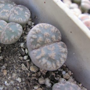 Lithops lesliei hornii