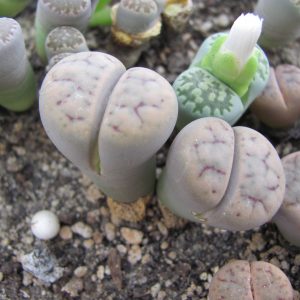 Lithops schwantesii