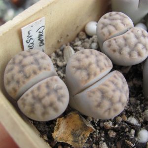 Lithops karasmontana