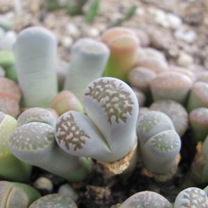 Lithops salicola    C 86