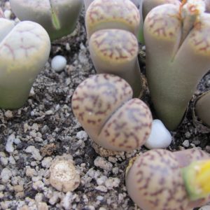 Lithops bromfieldii