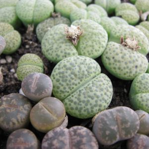 Lithops fulviceps    aurea