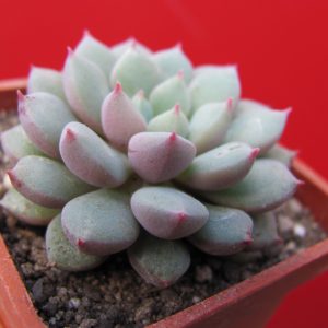 Echeveria hybr.