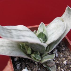Gasteria obtusa variegata