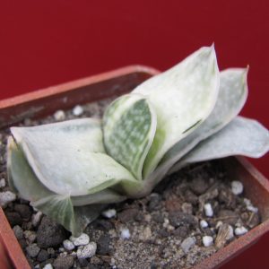 Gasteria obtusa variegata
