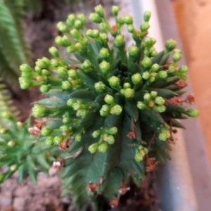 euphorbia suzannae