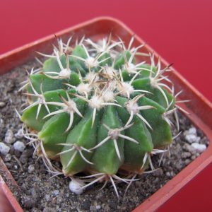 Wigginsia vorwerkiana