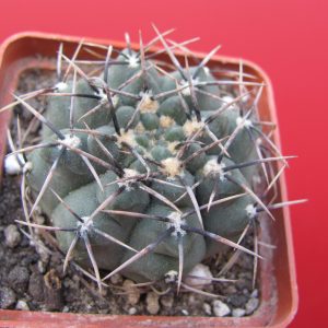 Gymnocalycium intertextum  P 81