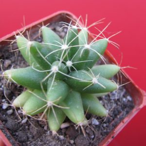 Dolichothele longimamma